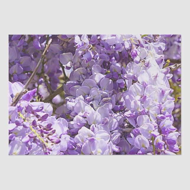 Wisteria Purple Floral Blossom Tree Violet Tissue Paper (Front)