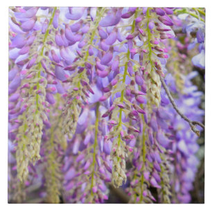 Wisteria Purple Flowers French Floral Petals  Ceramic Tile