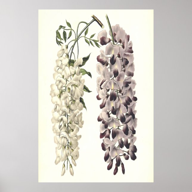 Wisteria Sinensis Botanical Art Isolated On White Poster (Front)