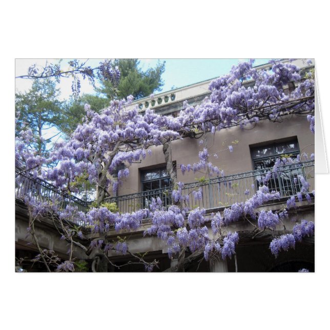 Wisteria Window (Front Horizontal)
