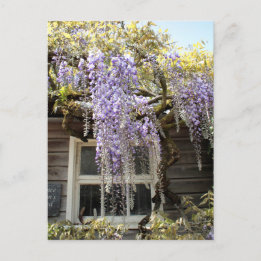 Wisteria Window - Wisteria Flowers Hidcote  Postcard