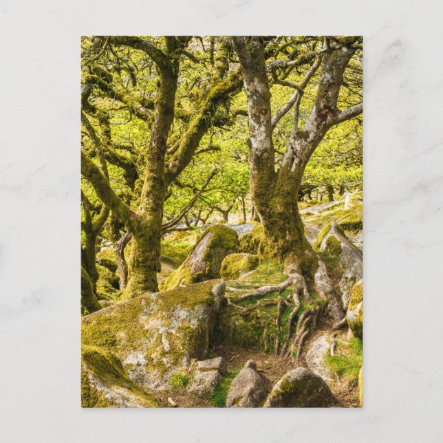 Wistman's Wood Dartmoor Devon England UK Postcard (Front)