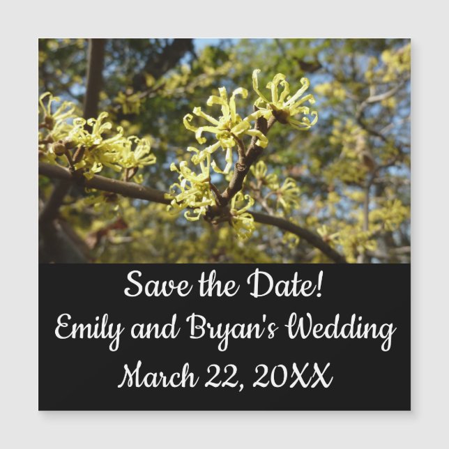 Witch Hazel Flowers (Front)