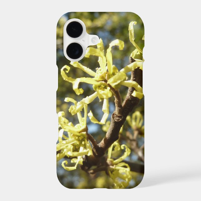 Witch Hazel Flowers (Back)