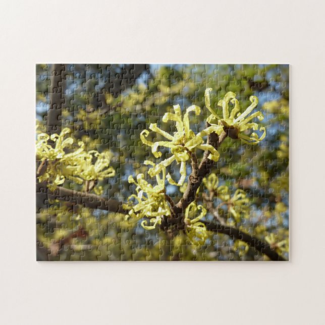 Witch Hazel Flowers Jigsaw Puzzle (Horizontal)