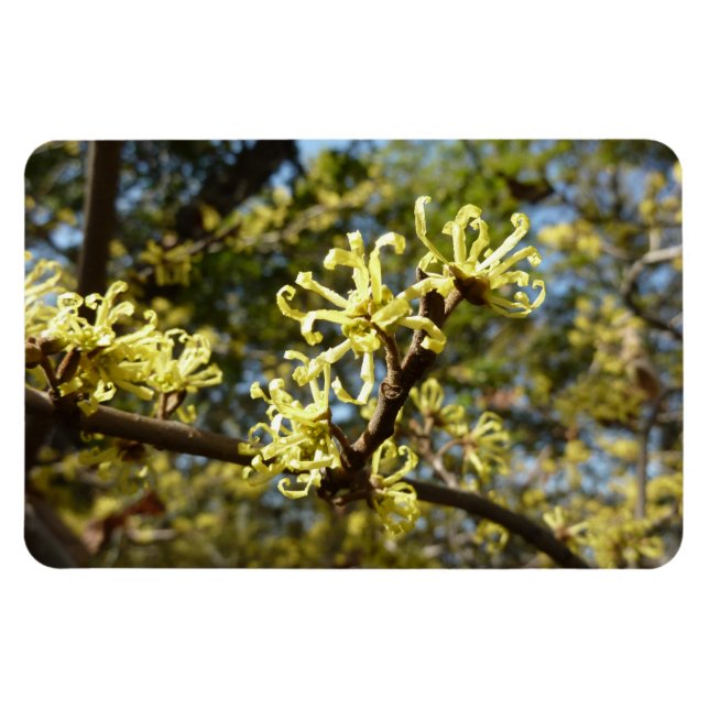 Witch Hazel Flowers Magnet (Horizontal)