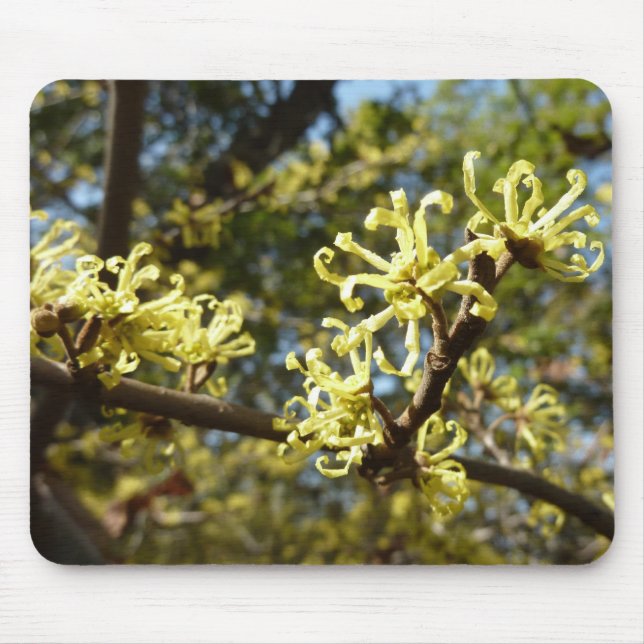 Witch Hazel Flowers Mouse Pad (Front)