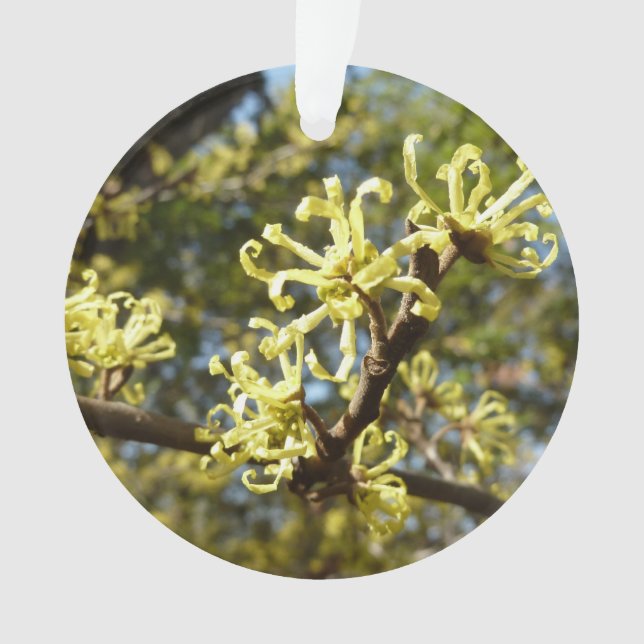 Witch Hazel Flowers Ornament (Front)