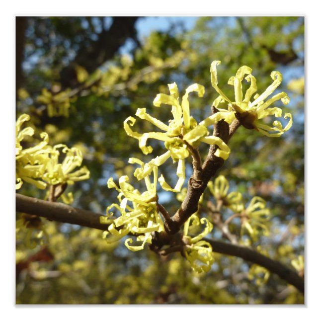 Witch Hazel Flowers Photo Print (Front)