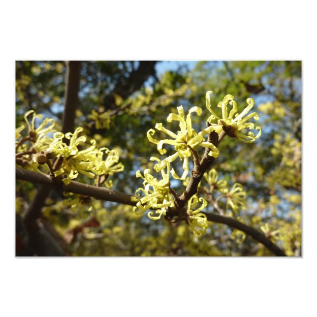 Witch Hazel Flowers Photo Print (Front)
