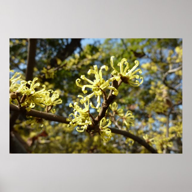 Witch Hazel Flowers Poster (Front)