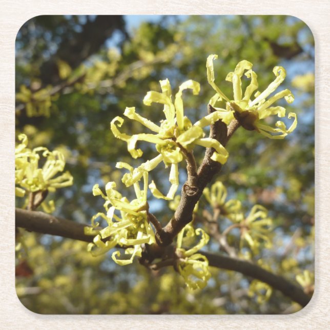 Witch Hazel Flowers Square Paper Coaster (Front)