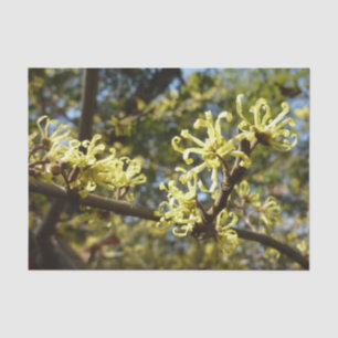 Witch Hazel Flowers Tissue Paper