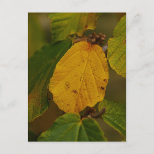 Witch Hazel Postcard