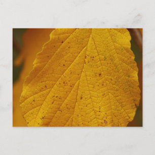 Witch Hazel Postcard