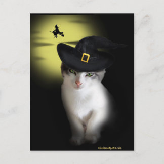 Witch Kitten Postcard