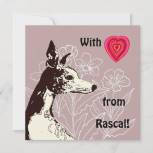 With love from your Whippet