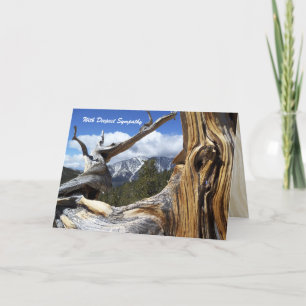 With Sympathy Mt. Charleston Thru Tree Greeting  Card