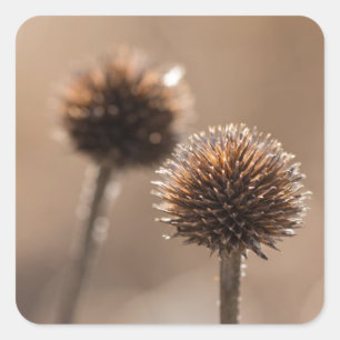 Withered globe thistle in autumn Macro Square Sticker