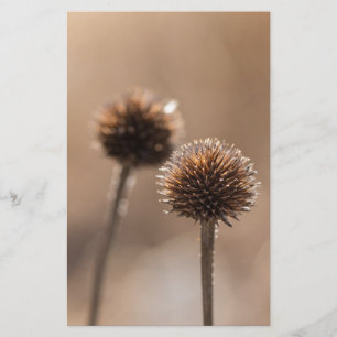 Withered globe thistle in autumn Macro Stationery
