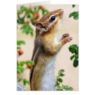 Within Reach - Chipmunk