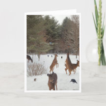 Witness to Natures Beauties