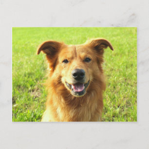 WJ dog design Postcard