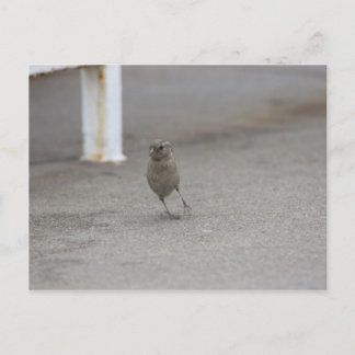 Woah Sparrow! Postcard