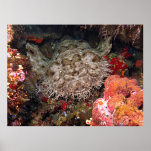 Wobbegong in a Cave Poster
