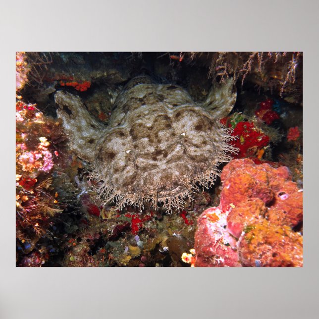 Wobbegong in a Cave Poster (Front)
