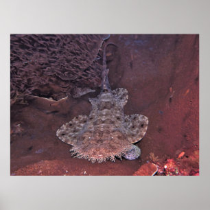 Wobbegong of Raja Ampat Poster