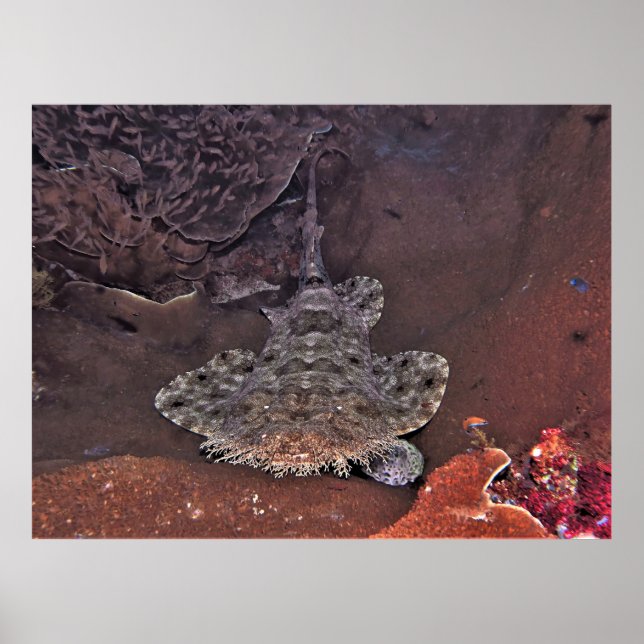 Wobbegong Poster (Front)