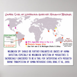 Wolbachia and Human Infection by RoseWrites Poster
