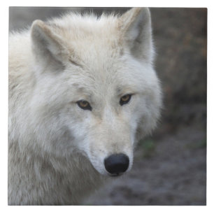 Wolf 001 ceramic tile