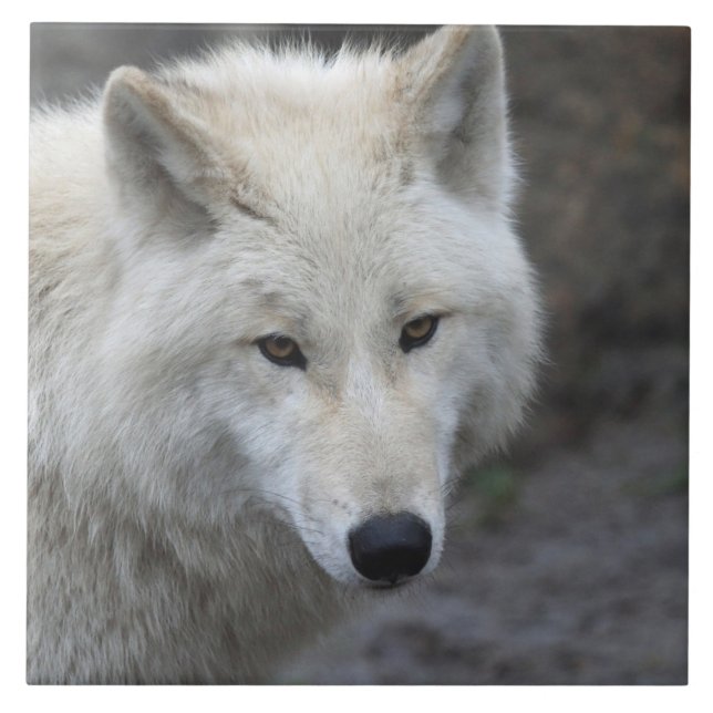 Wolf 001 ceramic tile (Front)