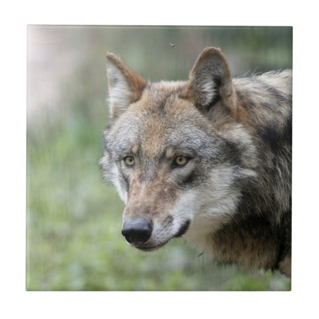Wolf 001 ceramic tile (Front)