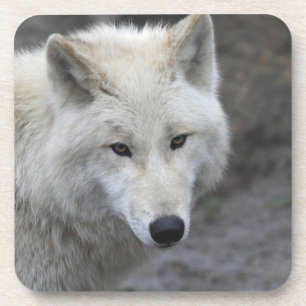 Wolf 001 coaster