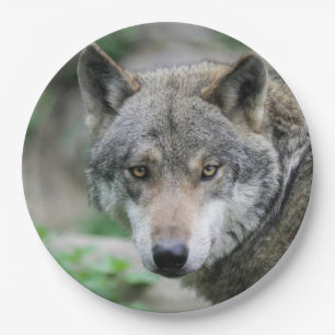 Wolf_011 Paper Plate