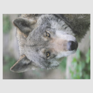 Wolf_011 Tissue Paper
