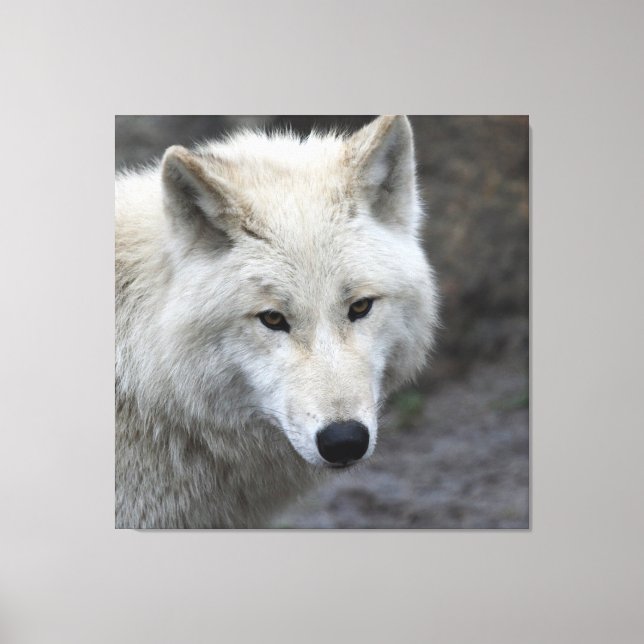 Wolf_015 Canvas Print (Front)