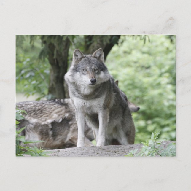 Wolf 14AJ Postcard (Front)