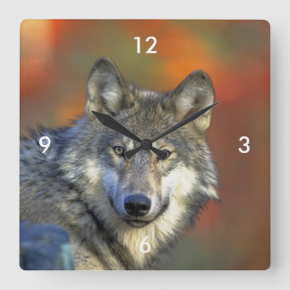 Wolf_2015_0301 Square Wall Clock
