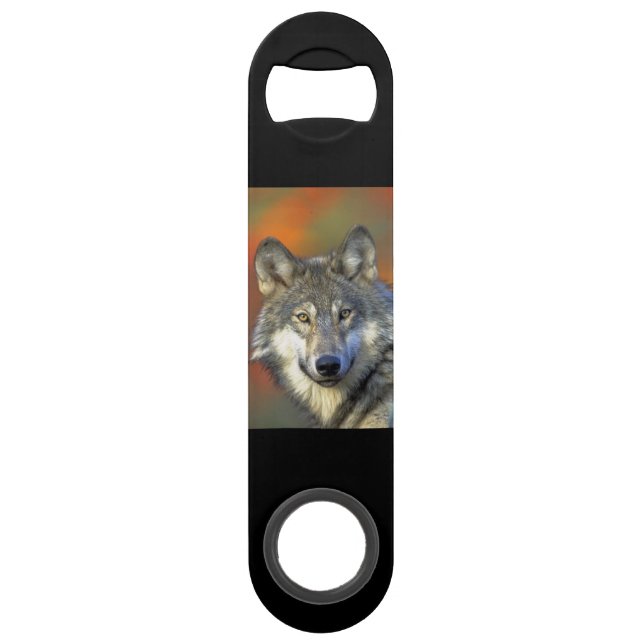 Wolf_2015_0302 (Front)