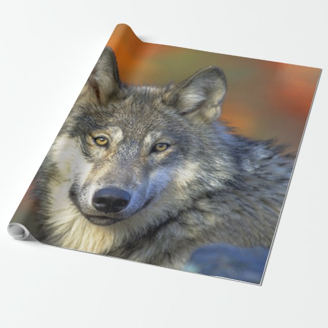 Wolf_2015_0302 Wrapping Paper (Unrolled)