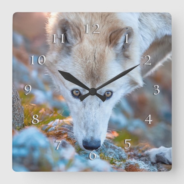 WOLF ALPINE TREKKER SQUARE WALL CLOCK (Front)