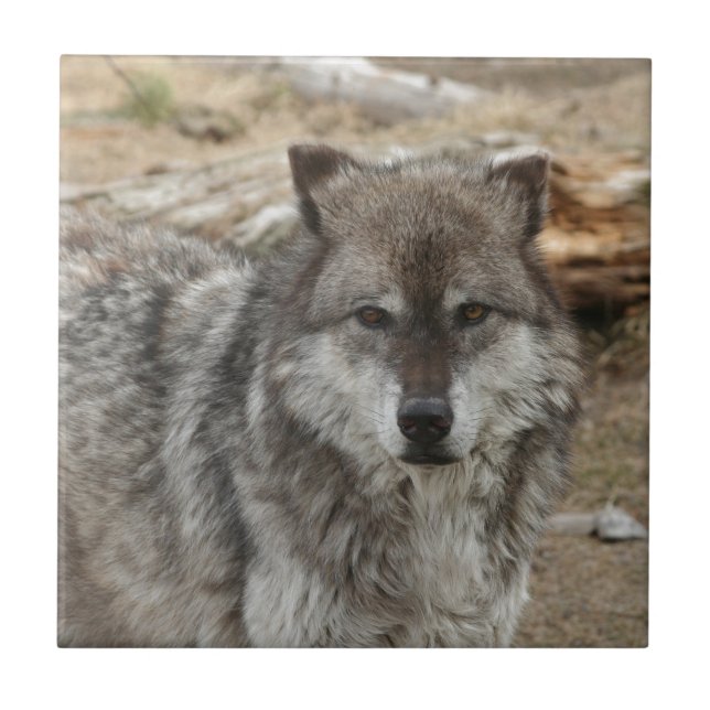 wolf animal face eyes canine forest zoo park ceramic tile (Front)