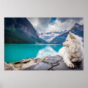 Wolf at Lake Louise, Canadian Rockies Poster