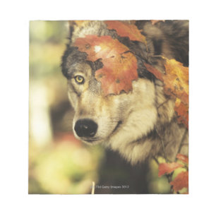 Wolf (Canis lupus) Autumn Colour Notepad