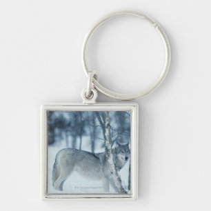 Wolf (Canis lupus) during Winter Key Ring