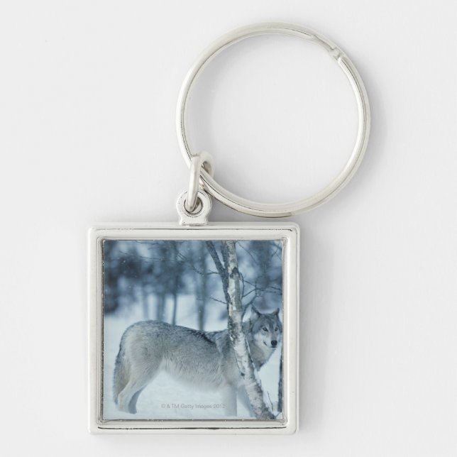 Wolf (Canis lupus) during Winter Key Ring (Front)